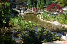 Koi pond - stream with aquatic plants
