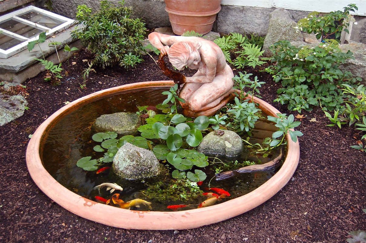 Small pond with plant and fish