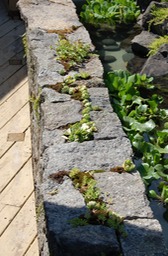 granite wall with succulents